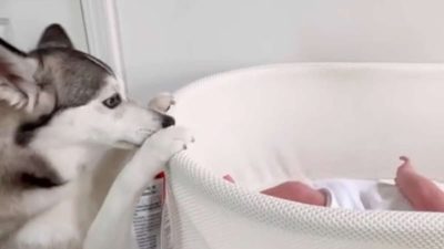 Ce chien s’approche du bébé qui pleure dans son berceau et a une réaction inimaginable