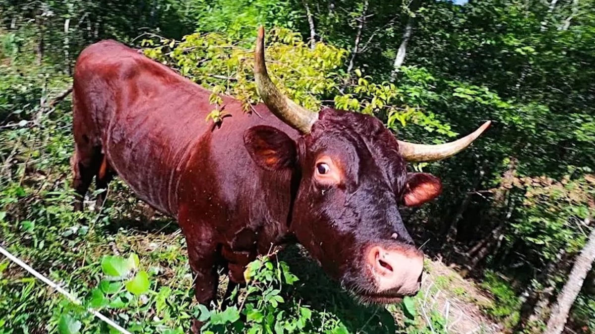 Ce fermier retrouve sa vache disparue il y a 8 mois : lorsqu’il la voit, il reste sans voix !