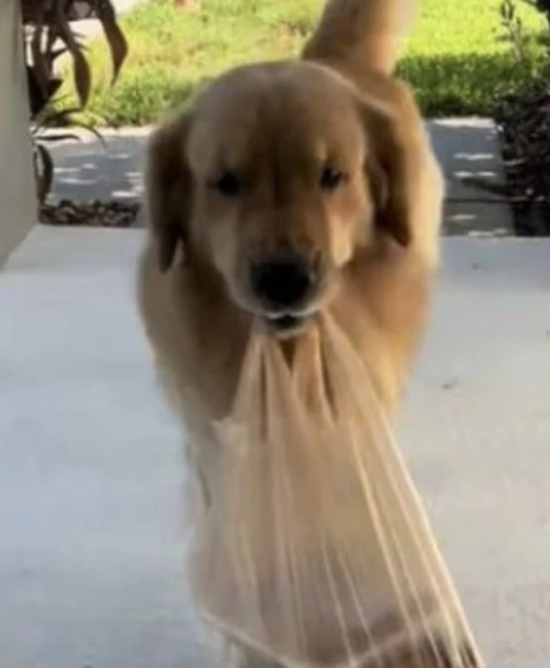 Ce Golden Retriever est très fier de porter les sacs de courses de ses maîtres !