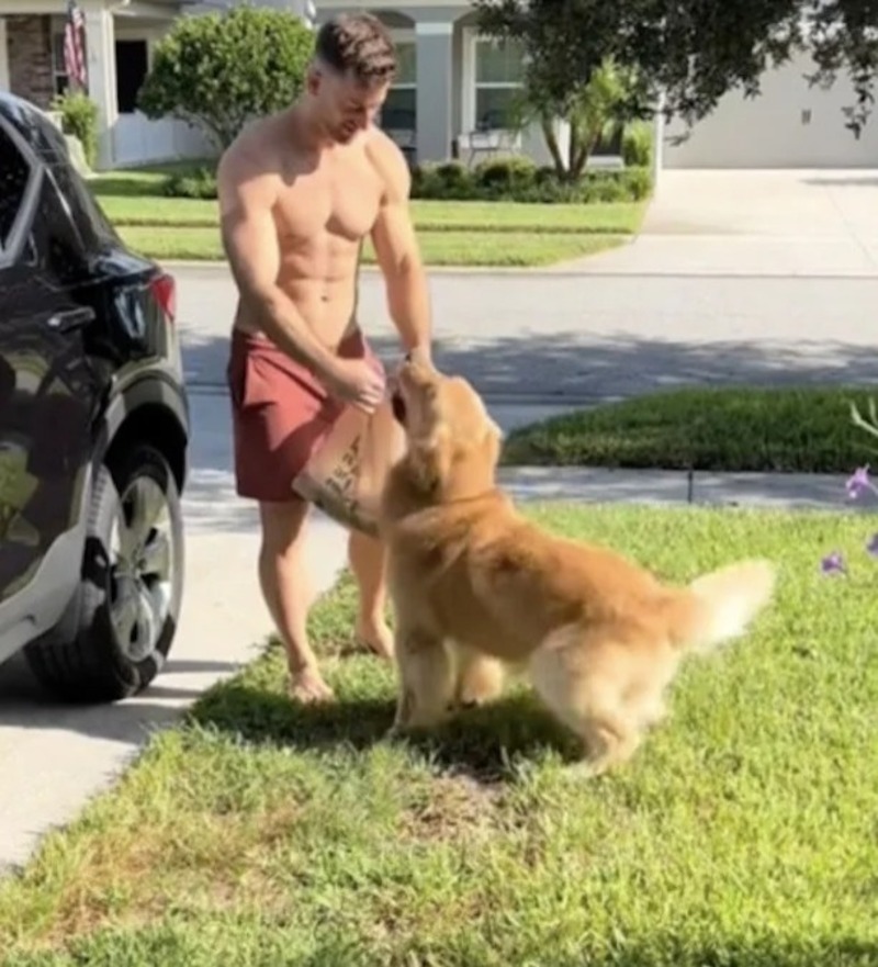 Ce Golden Retriever est très fier de porter les sacs de courses de ses maîtres !