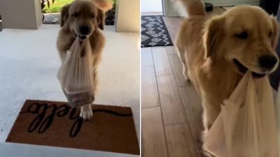 Ce Golden Retriever est très fier de porter les sacs de courses de ses maîtres !