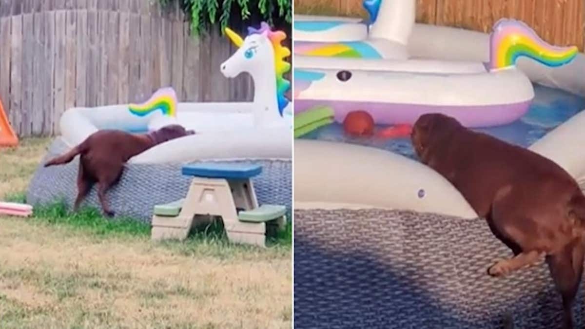 Ce labrador tente désespérément d’entrer dans la piscine, une scène hilarante !