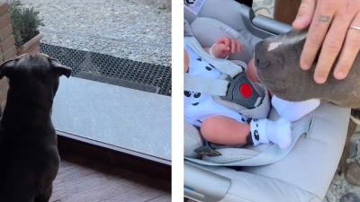 Ce Pitbull fonce sur le cosy du bébé, vous n’allez jamais croire ce qu’il va faire !