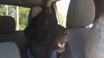 Ce que ce chien fait dans la voiture est hallucinant, du jamais vu !