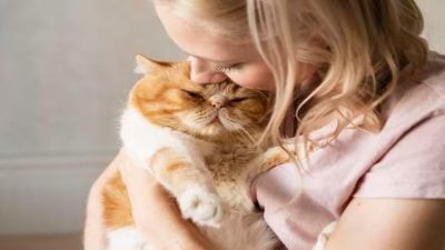Ce que font les chats pour demander de l'affection à leur maître