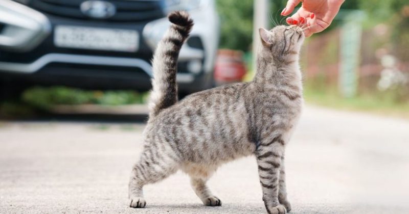 Ce vétérinaire explique les raisons pour lesquelles votre chat s’enfuit tout le temps