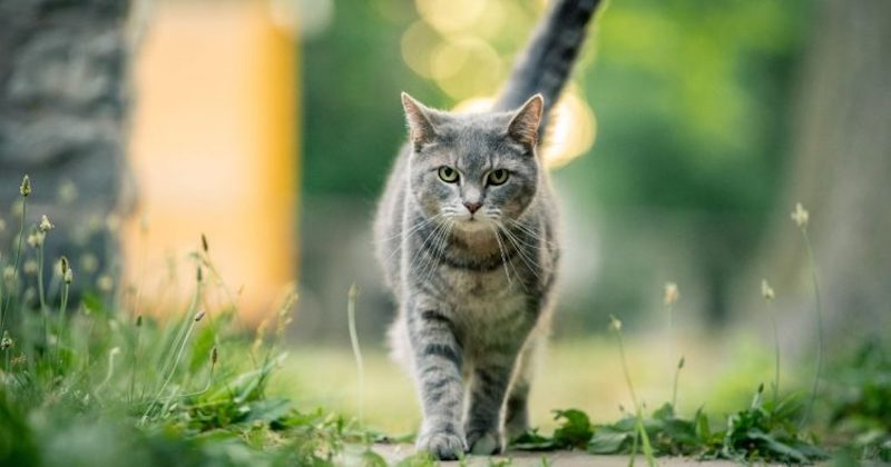 Ce vétérinaire explique les raisons pour lesquelles votre chat s’enfuit tout le temps