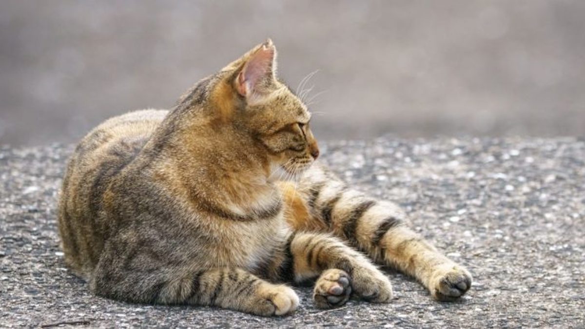 Ce vétérinaire explique les raisons pour lesquelles votre chat s’enfuit tout le temps