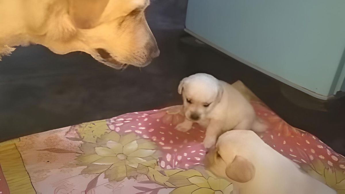 Ces chiots se battent, leur mère est obligée d’intervenir et c’est adorable !