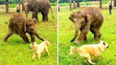 Cet éléphant ne réussit pas à attraper un chien qui l’agace, il devient fou de rage !