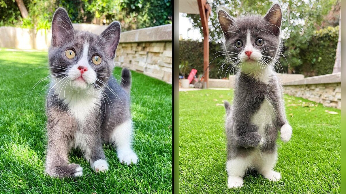 Cette adorable chatte aux pattes malformées ne se laissera pas arrêter par quoi que ce soit !