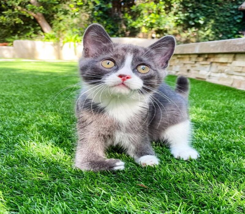 Cette adorable chatte aux pattes malformées ne se laissera pas arrêter par quoi que ce soit !