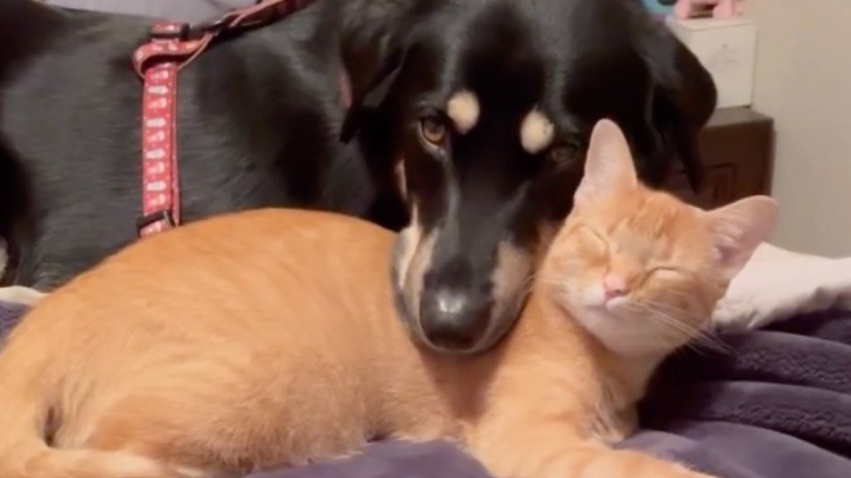 Cette chienne se lie d'amitié avec un chat errant qu'elle découvre lors d'une promenade !