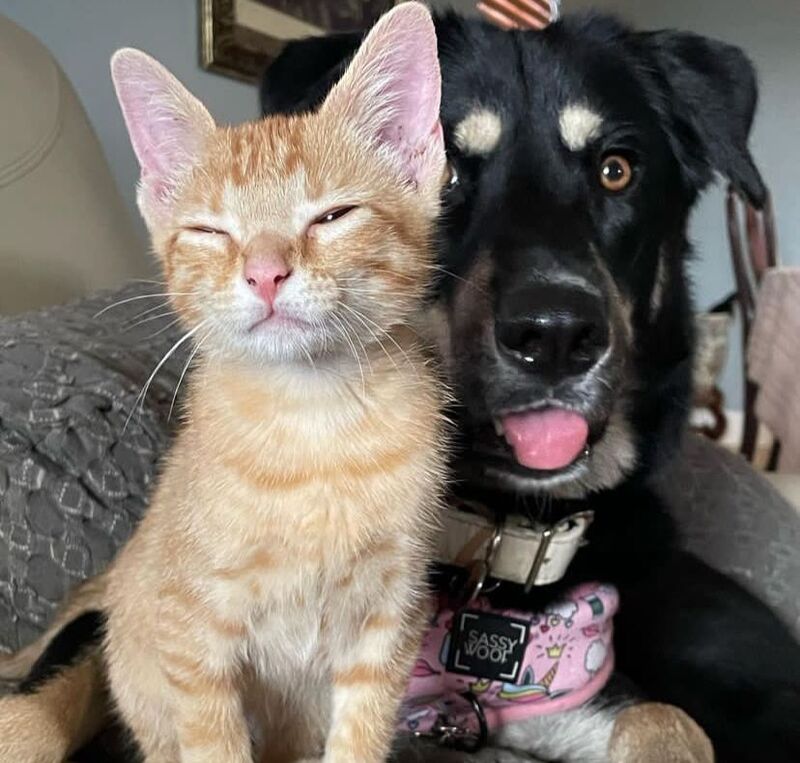 Cette chienne se lie d'amitié avec un chat errant qu'elle découvre lors d'une promenade !