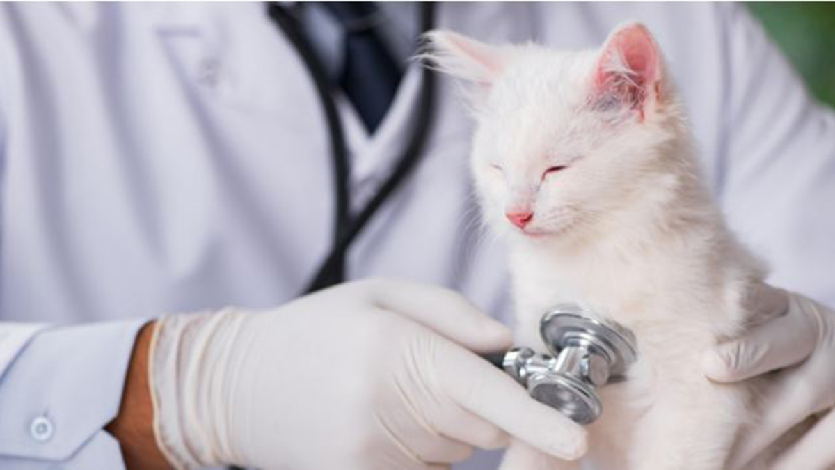 Elle emmène son chat chez le vétérinaire, quand il le voit il dit : « Vous n’êtes pas censée voir ça... »