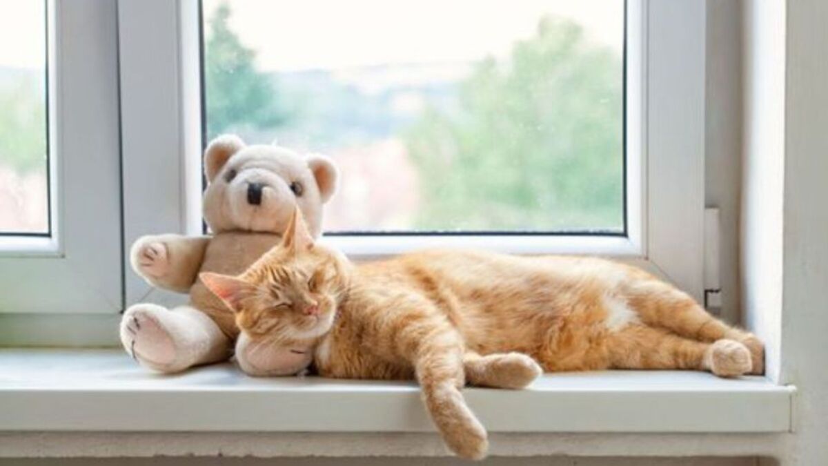 Combien d'heures un chat dort-il par jour Découvrez s'il est normal qu'il dorme aussi longtemps.