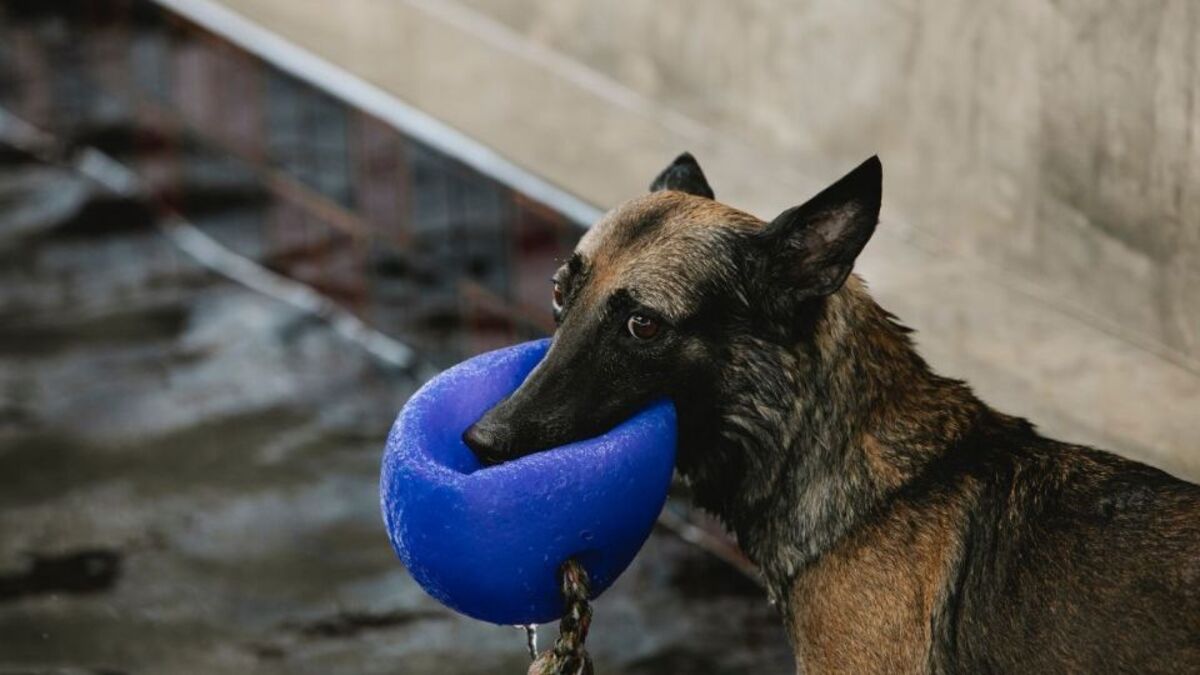 La technique simple pour empêcher votre chien de mordre