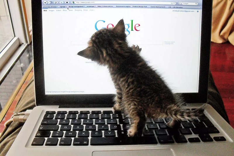 Comment protéger votre ordinateur si vous avez un chat à la maison