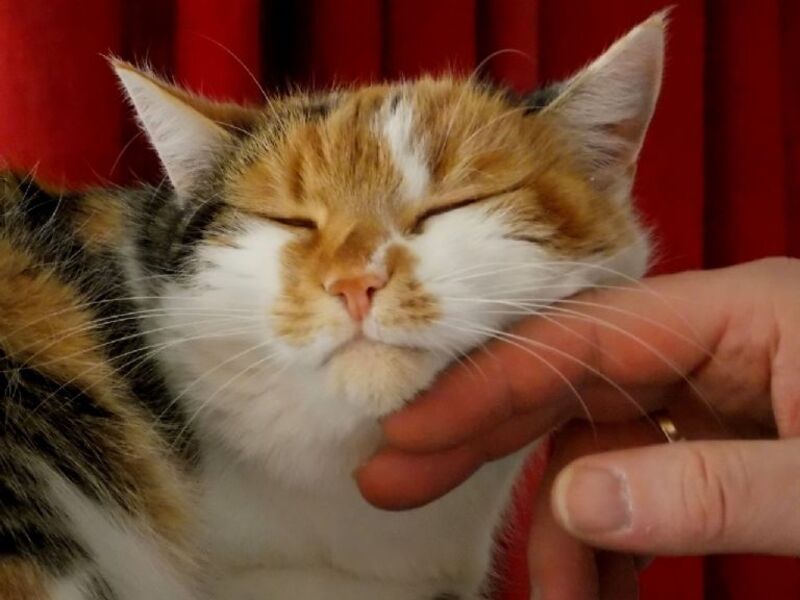 Voici comment rendre votre chat plus affectueux