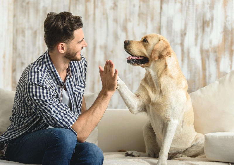 Comment savoir si je suis le meilleur ami de mon chien