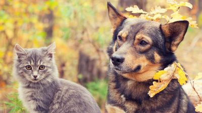 Conseils essentiels pour prendre soin de votre chien et chat pendant l'automne