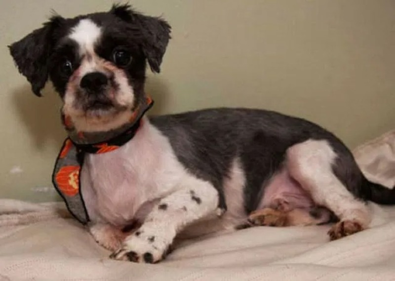 Découvrez la merveilleuse transformation d'un chien errant !