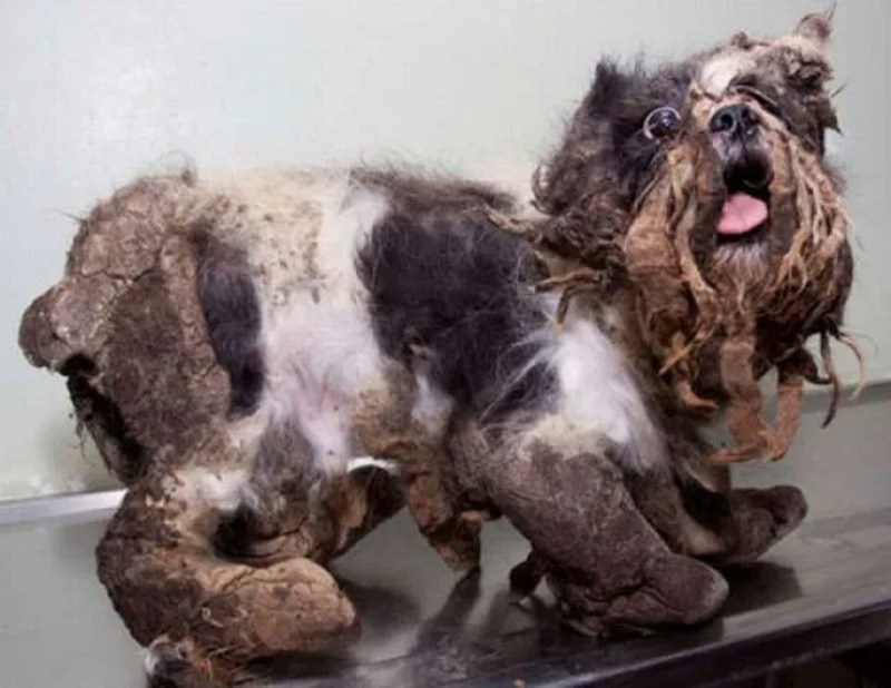 Découvrez la merveilleuse transformation d'un chien errant !