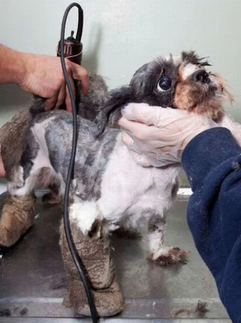 Découvrez la merveilleuse transformation d'un chien errant !
