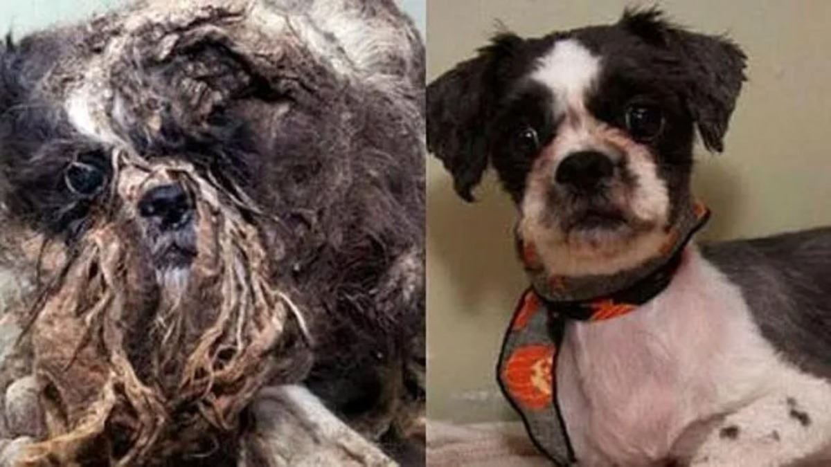 Découvrez la merveilleuse transformation d'un chien errant !