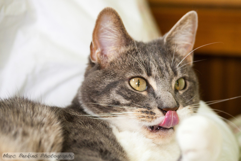 Découvrez la raison fascinante pour laquelle votre chat vous embrasse sur la bouche