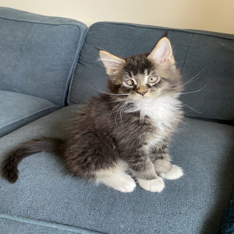 Découvrez l'histoire ce chaton avec un strabisme qui a conquis les coeurs!