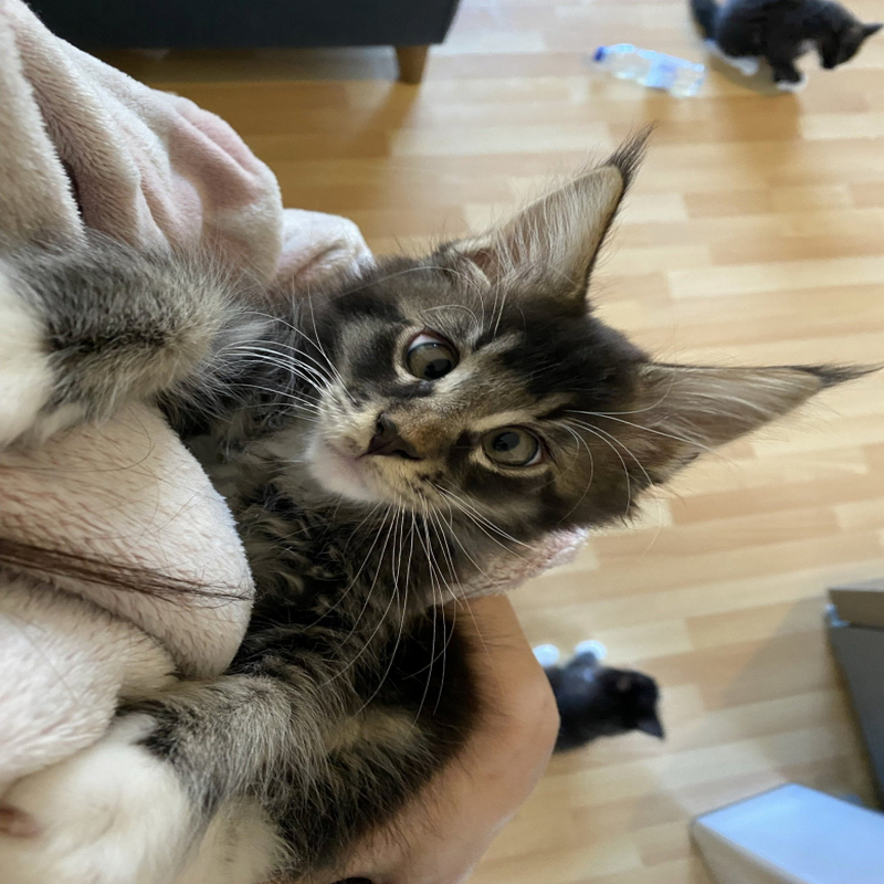 Découvrez l'histoire ce chaton avec un strabisme qui a conquis les coeurs!