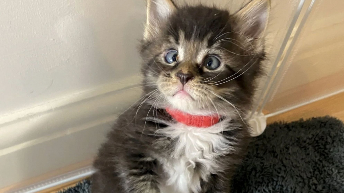 Découvrez l'histoire ce chaton avec un strabisme qui a conquis les coeurs!