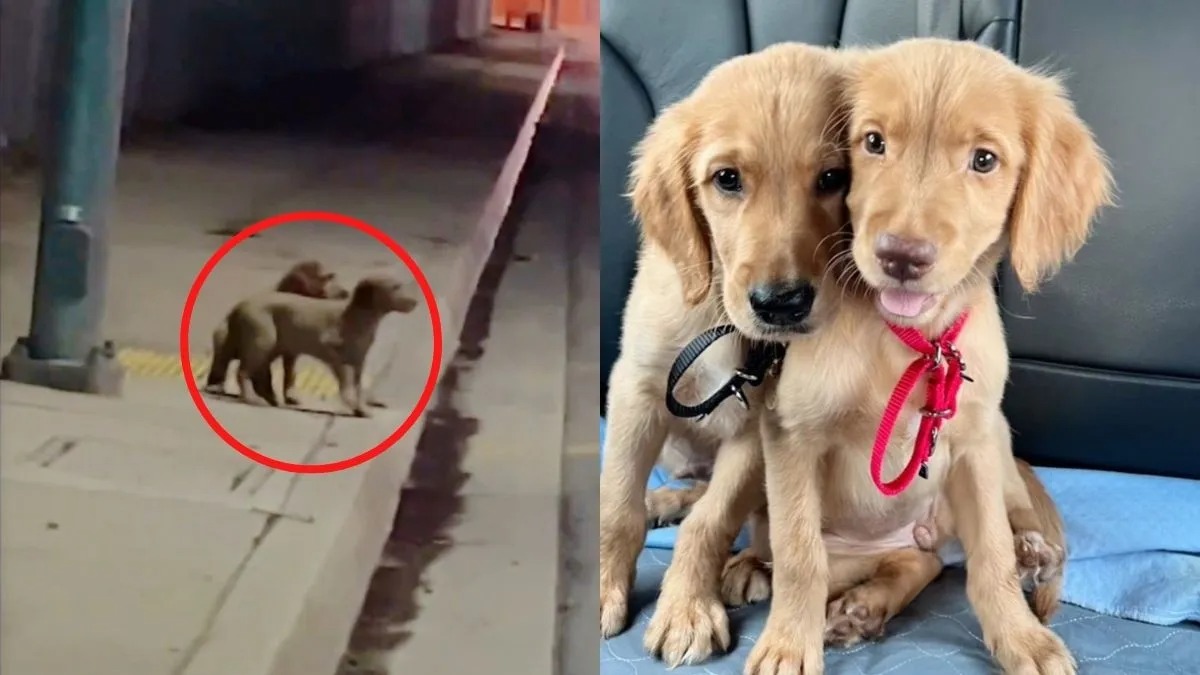 De jeunes chiens errants font face aux dangers de la rue, leur vie va basculer