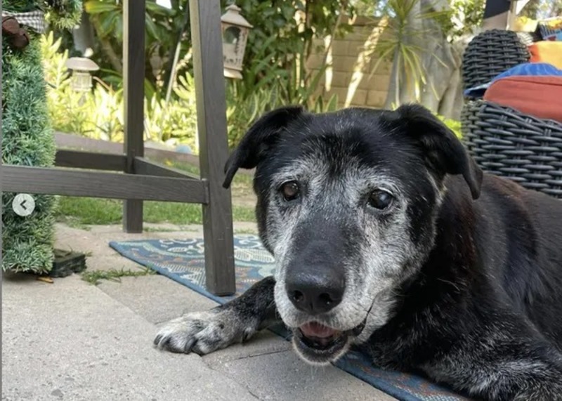 Donner à un chien âgé une chance de passer ses derniers jours heureux !