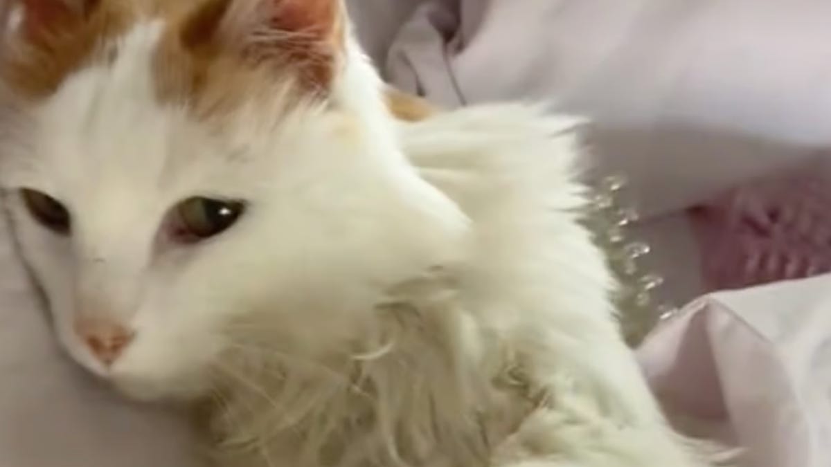 Elle adopte un chat qui a 20 ans, jamais elle n’aurait imaginé ce qui allait se passait ensuite