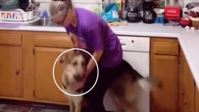Elle fait une crise d’épilepsie, sa chienne intervient immédiatement et va la sauver