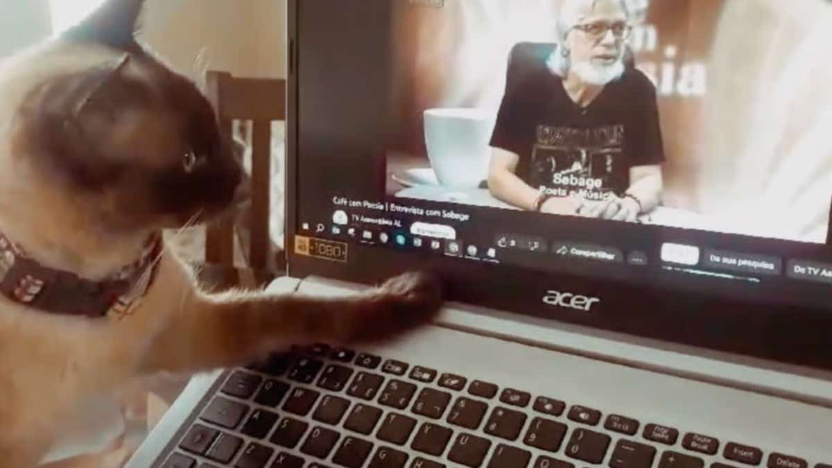 Elle montre à son chat une vidéo de son père décédé : sa réaction est inimaginable