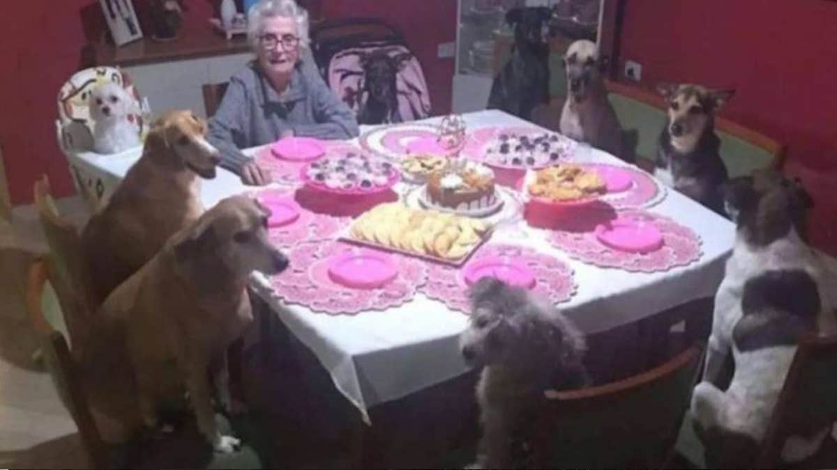 Elle passe le plus bel anniversaire de sa vie pour ses 89 ans grâce à ses 10 chiens