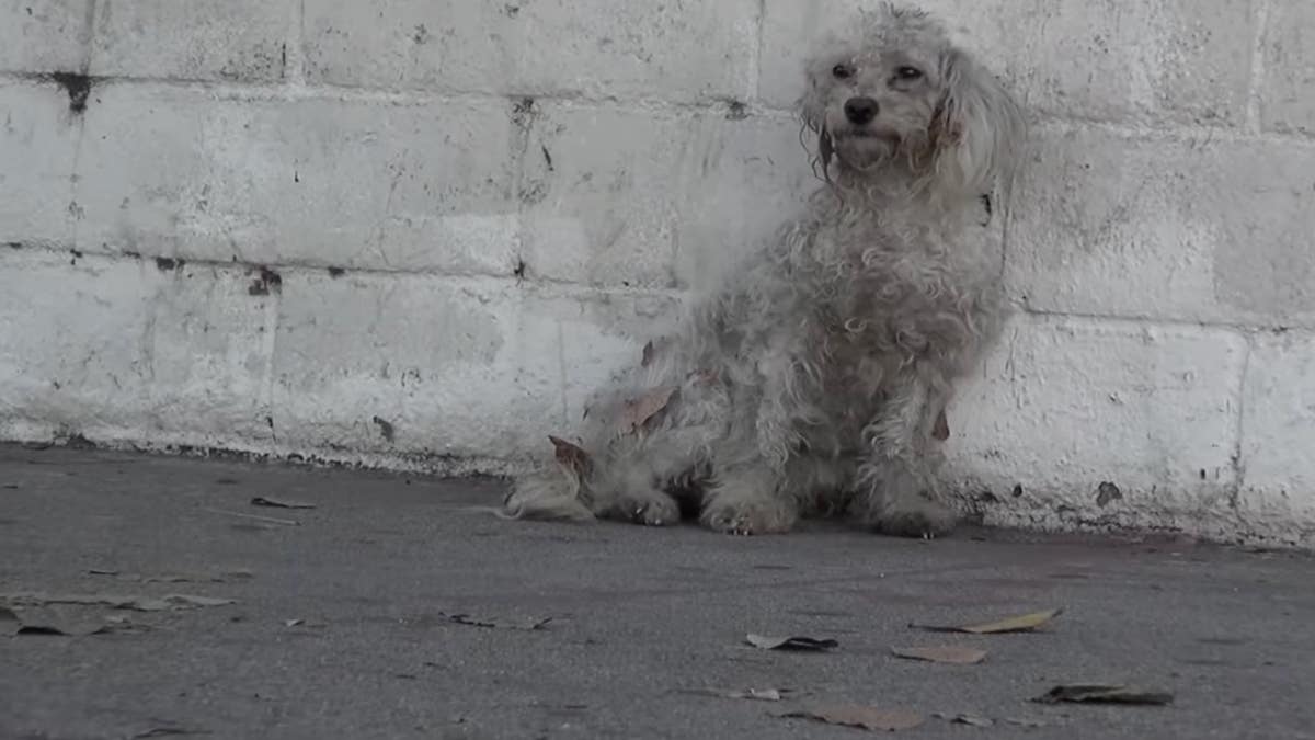 Elle sauve un chien errant en détresse, la réaction de l’animal est bouleversante