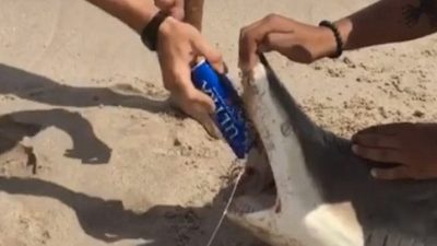 Il approche sa canette de la gueule d’un requin, un geste qu’il va très vite regretter