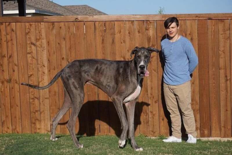 Il était tellement aimé, le plus grand chien du monde meurt à l'âge 3 ans