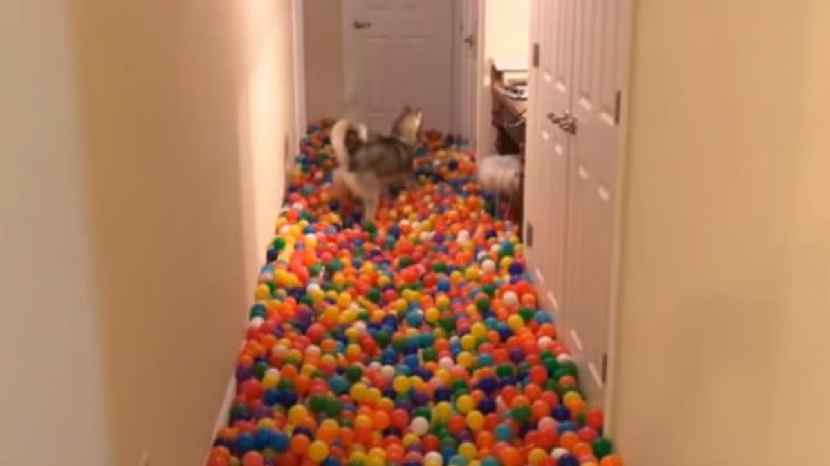 Il offre 5 400 balles à son chien : sa réaction va illuminer votre journée !