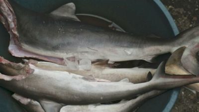 Il pêche un requin sans le vouloir et fait une terrible découverte dans le ventre de l’animal