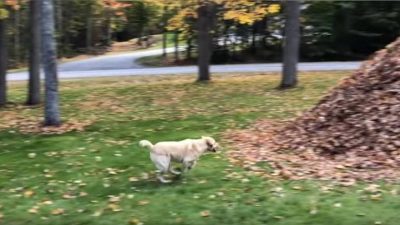 Il perd sa balle dans les feuilles, ce qui va se passer après est hilarant