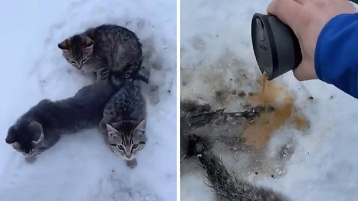 Il sauve 3 chatons en détresse, leurs pattes et leurs queues sont piégées dans la glace
