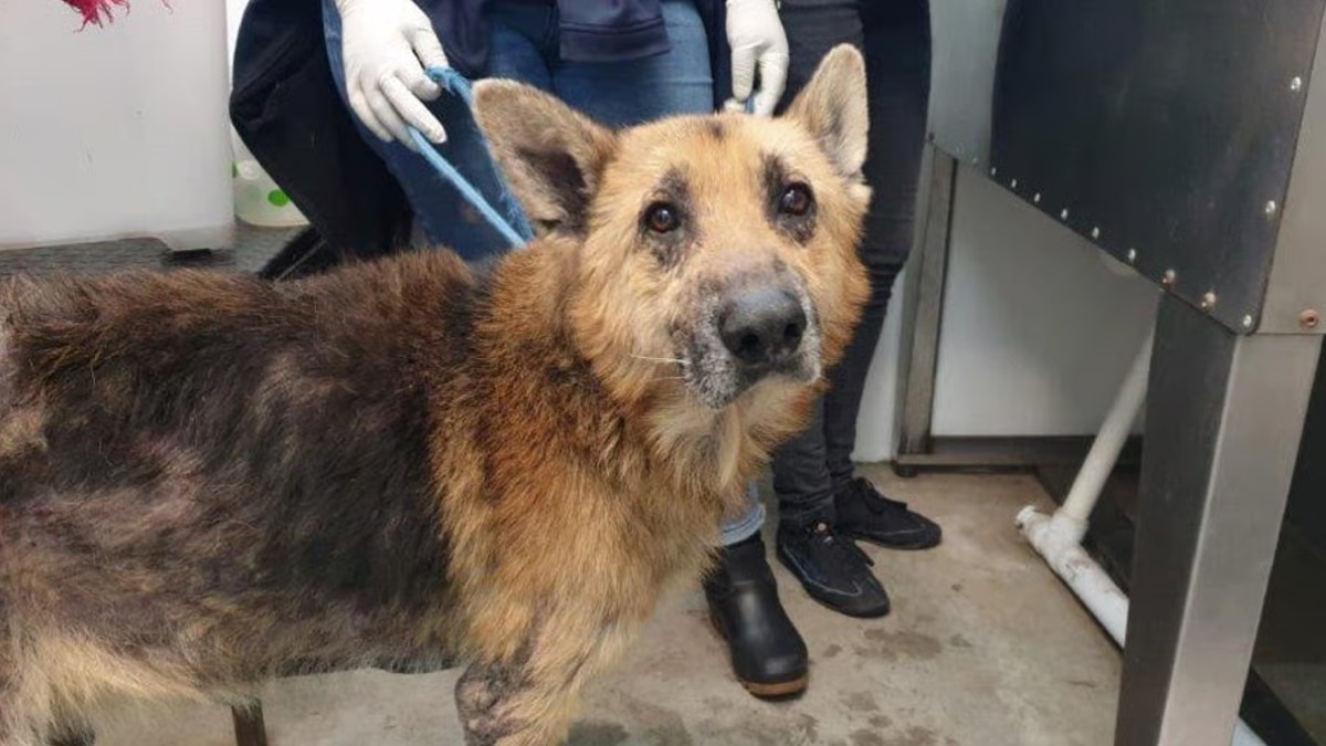 Il trouve un chien enterré vivant sur une plage, sa vie va basculer pour toujours