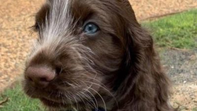 Ils adoptent un chiot après le décès de leur chien : ce qu’il fait chaque jour le bouleverse !