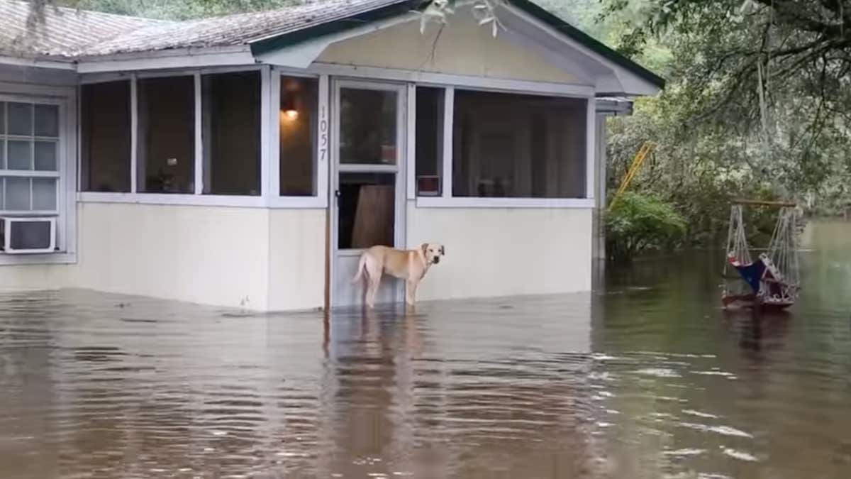 Ils trouvent un chien errant bloqué dans les inondations, la suite est un miracle !