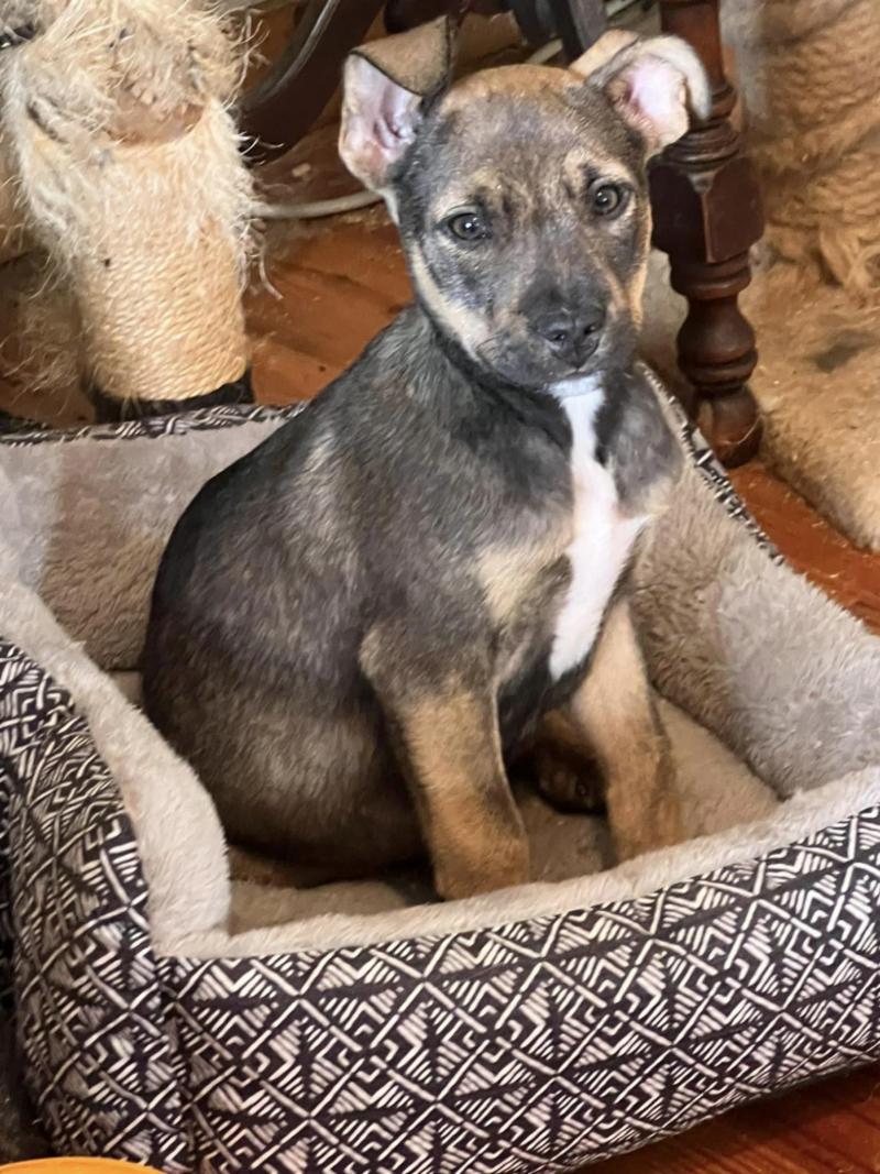 Jeté d'une voiture en marche, un chiot terrifié reste introuvable et suscite l'angoisse des bénévoles